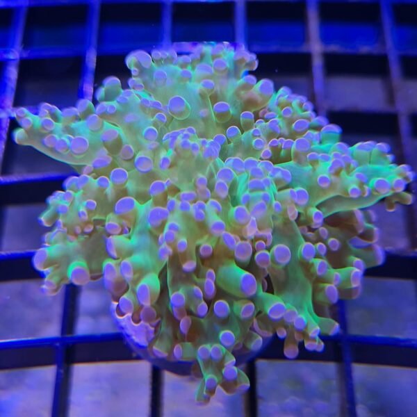 Frogspawn Green Pink