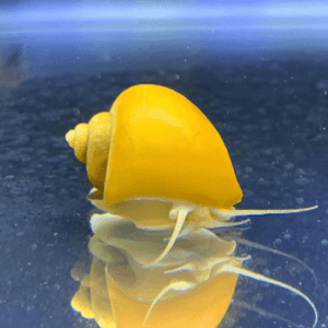 Ampularia Amarela
