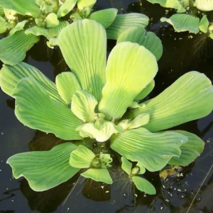 Pistia stratiotes (Alface d'água)