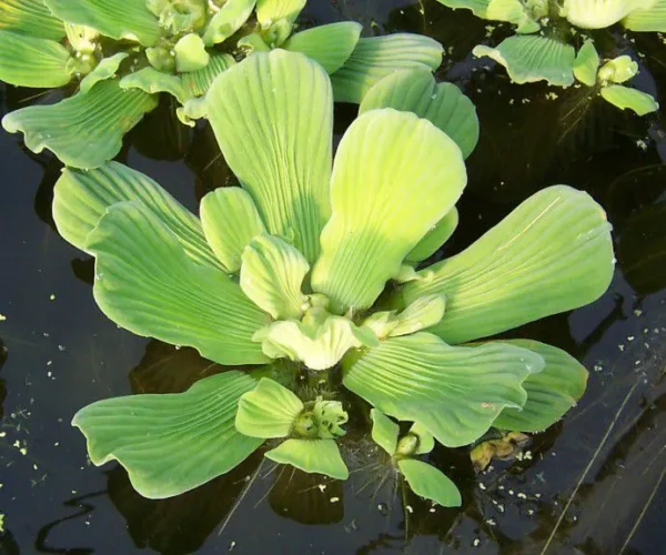 Pistia stratiotes (Alface d'água)