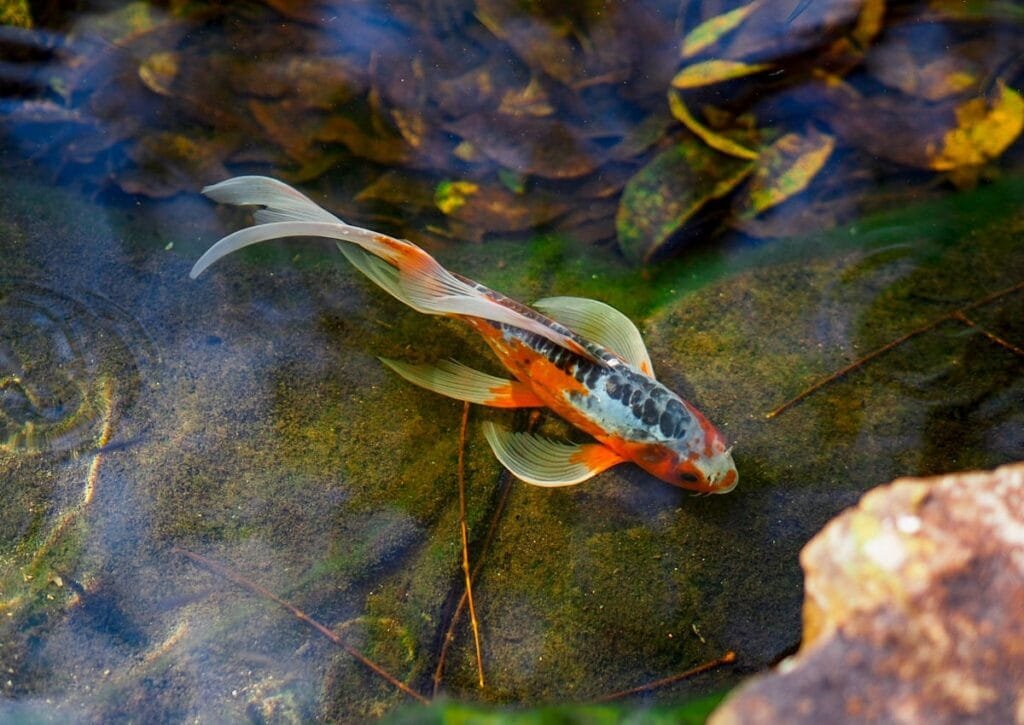guia passo a passo de como realizar uma excelente tpa em aquarios
