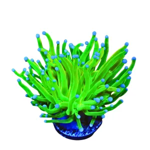 Torch Green White / Blue Tips (Euphyllia glabrescens)