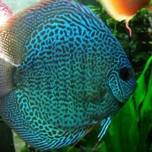 ACARA DISCO SNAKE SKIN Symphysodon discus