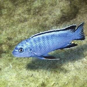 Socolofi (Chindongo socolofi) 3 a 6 cm