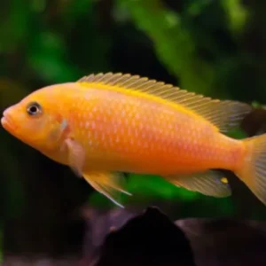 ZEBRA LARANJA 3 A 6 CM