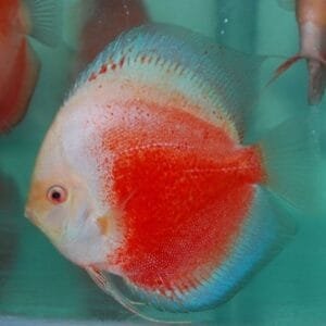ACARA DISCO RED WHITE Symphysodon discus