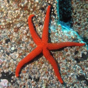 Orange Red Starfish SRI LANKA