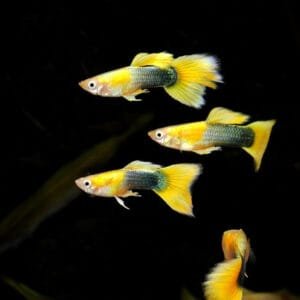 Guppy Micariff Yeloow (casal)