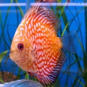 ACARA DISCO PIGION Symphysodon discus