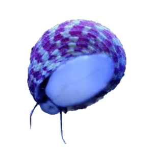 Turbo Snail