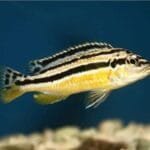 Auratus Amarelo 3 - 6cm