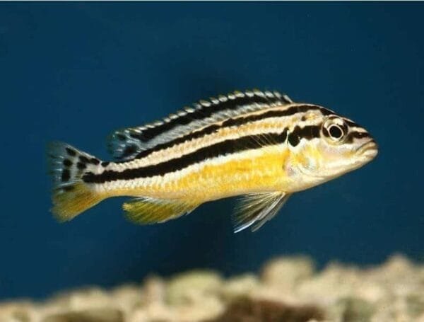 Auratus Amarelo 3 - 6cm