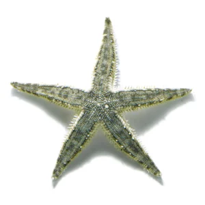 Sand Cleaner Starfish