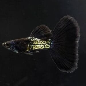 Guppy Metal Black (casal)