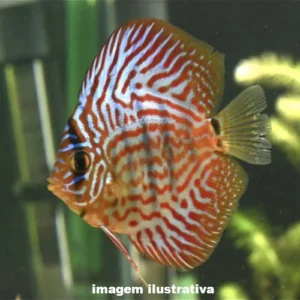 ACARA DISCO ASION Symphysodon discus
