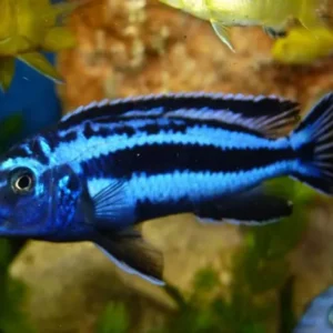 Auratus Azul 3 - 6cm
