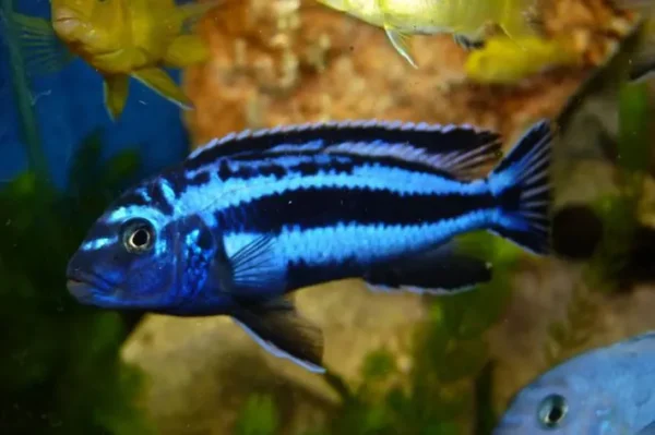Auratus Azul 3 - 6cm
