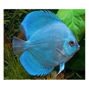 ACARA DISCO BLUE DIAMOND Symphysodon discus
