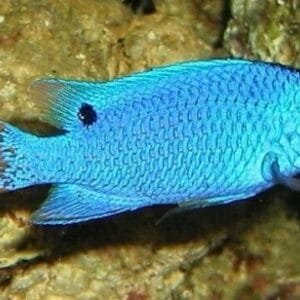blue devil damsel