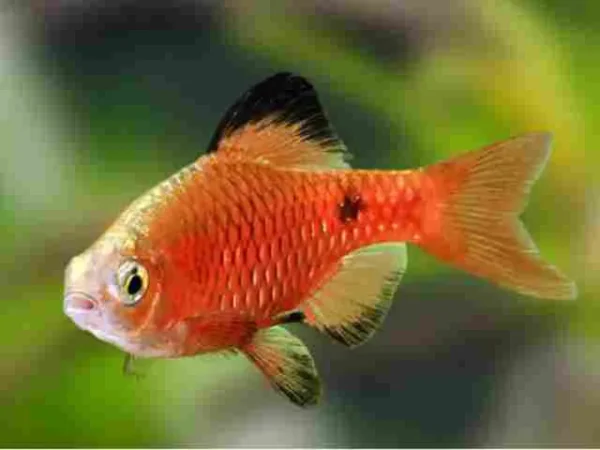 Barbo cereja