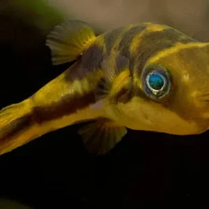 Baiacu anão Mini Baiacu Dwarf Pufferfish
