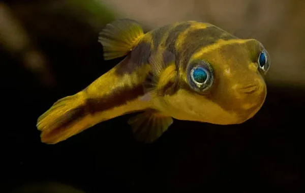 Baiacu anão Mini Baiacu Dwarf Pufferfish