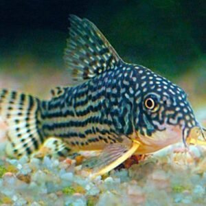 Coridora Sterbai (Corydoras sterbai) 3 a 4cm