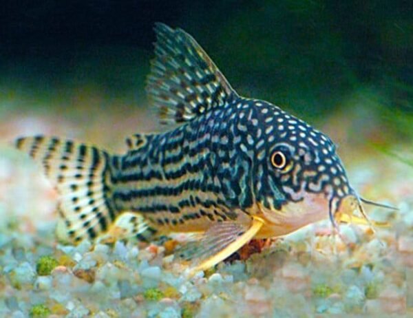 Coridora Sterbai (Corydoras sterbai) 3 a 4cm