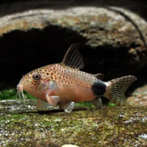 Corydora Coridora Cauda Manchada (Corydoras caudimaculatus)