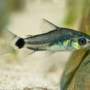 Corydora Anã (Corydoras hastatus)