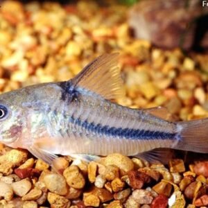 Corydora Azul (Corydoras nattereri) coridora