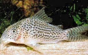 Corydora xiguensis Coridora