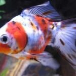 JAPONES 7 CORES GOLD FISH