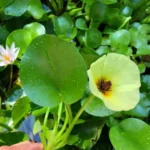 Planta Hydrocleys nymphoides