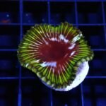 Coral Palythoa Cinnamon