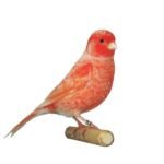 Canario Vermelho Nevado Macho