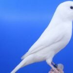 Canario Branco Recessivo Macho
