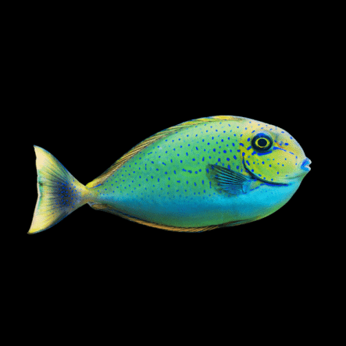 Blue-Spot-Unicorn-Tang-Naso-Vlamingi