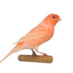 Canario Marfim Nevado Macho