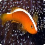 Palhaço Orange Skunk