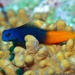 Bicolor Blenny MALE