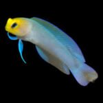 Yellow Head Jawfish Blenny