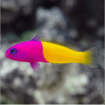 Bicolor Dottyback