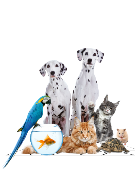 Sem nome (475 x 644 px) (1)