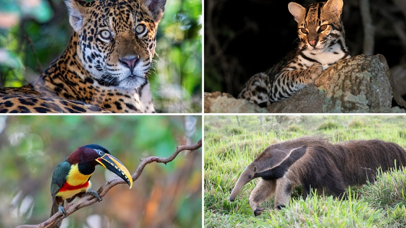 Things-to-do-in-Brazil-for-wildlife-enthusiasts-1
