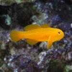 Yellow Clown Coralgoby