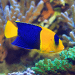 Angel Bicolor Bicolor Angelfish INDO