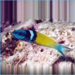 Bluehead Thalassoma