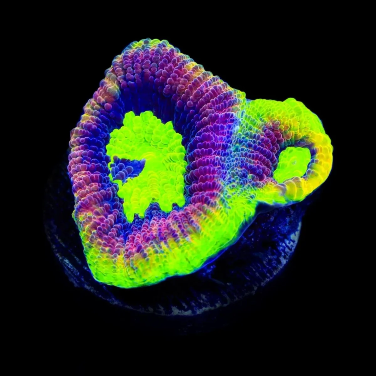 top-shelf-aquatics-dragon-soul-favia-coral-1146214793
