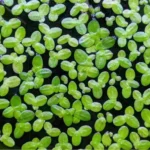 planta lentilha d'água